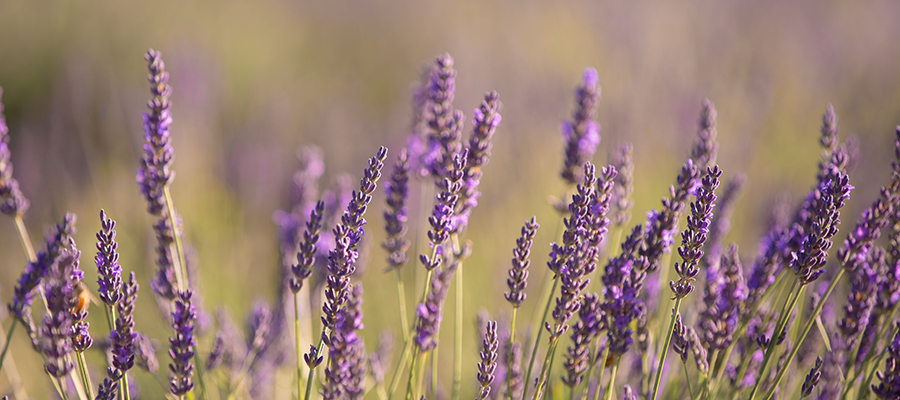 Lavanda: por que esse ingrediente é tão querido no autocuidado natural
