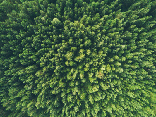 Dia Mundial do Meio Ambiente: Cinco Dicas para uma Vida Mais Sustentável